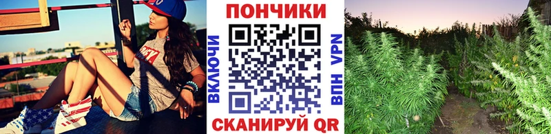 где продают наркотики  Питкяранта  Каннабис индика 